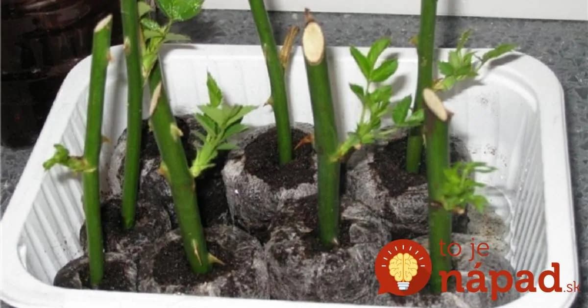 Tajný recept mojej mamy, ako zakoreniť ruže z obchodu: Odkedy to poznám, rezané ruže u nás končia v záhrade a kvitnú roky!