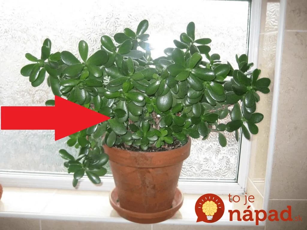 Ak máte doma túto rastlinu, čím skôr si rozmnožte: Vaše kĺby sa vám poďakujú!