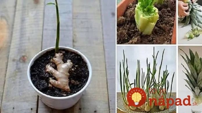 11 druhov zeleniny, ktoré si môžete vypestovať doma a to celkom zadarmo: Milo vás prekvapí, aké jednoduché to je!