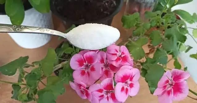 Nasypte na pôdu a zmiznú slizniaky, dajte ju k muškátom a budú prekrásne: Také zázraky dokáže lacná sóda v záhrade!