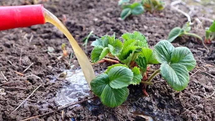 Jahody budú 10-krát väčšie, ak to urobíte na jar!