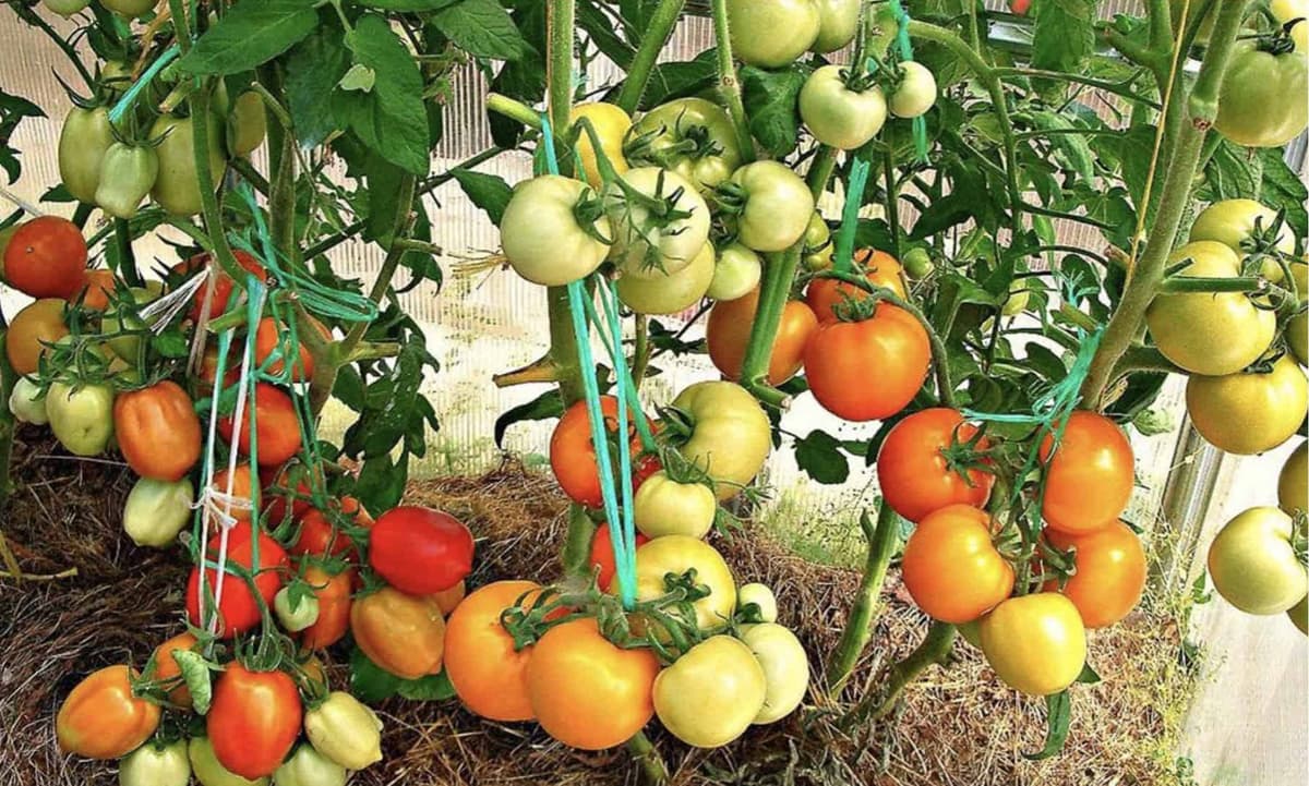 Starodávny SEDLIACKY trik pri pestovaní paradajok: Rastú ako z vody, rodia oveľa viac a nič to nestojí!