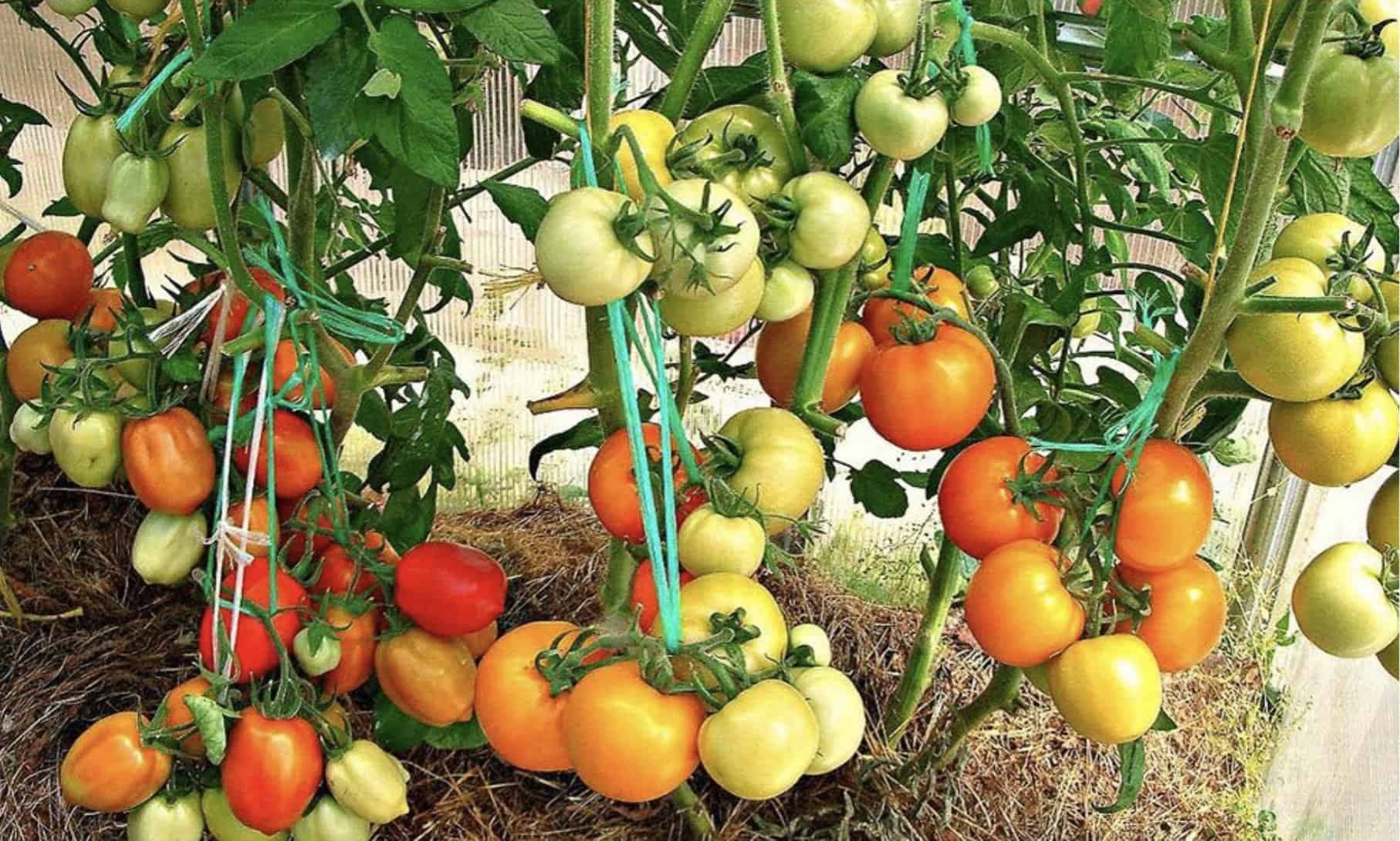 Starodávny SEDLIACKY trik pri pestovaní paradajok: Rastú ako z vody, rodia oveľa viac a nič to nestojí!