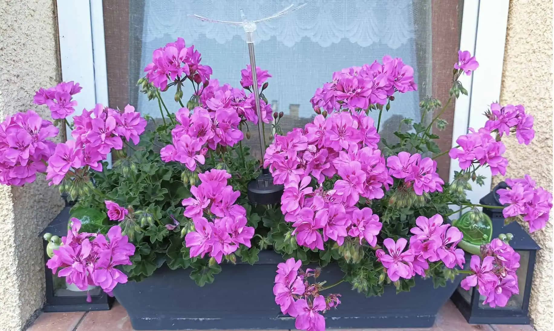 Chcete, aby muškáty bohato kvitli od jari až do jesene? Každých 14 dní to nalejte do kvetináča!