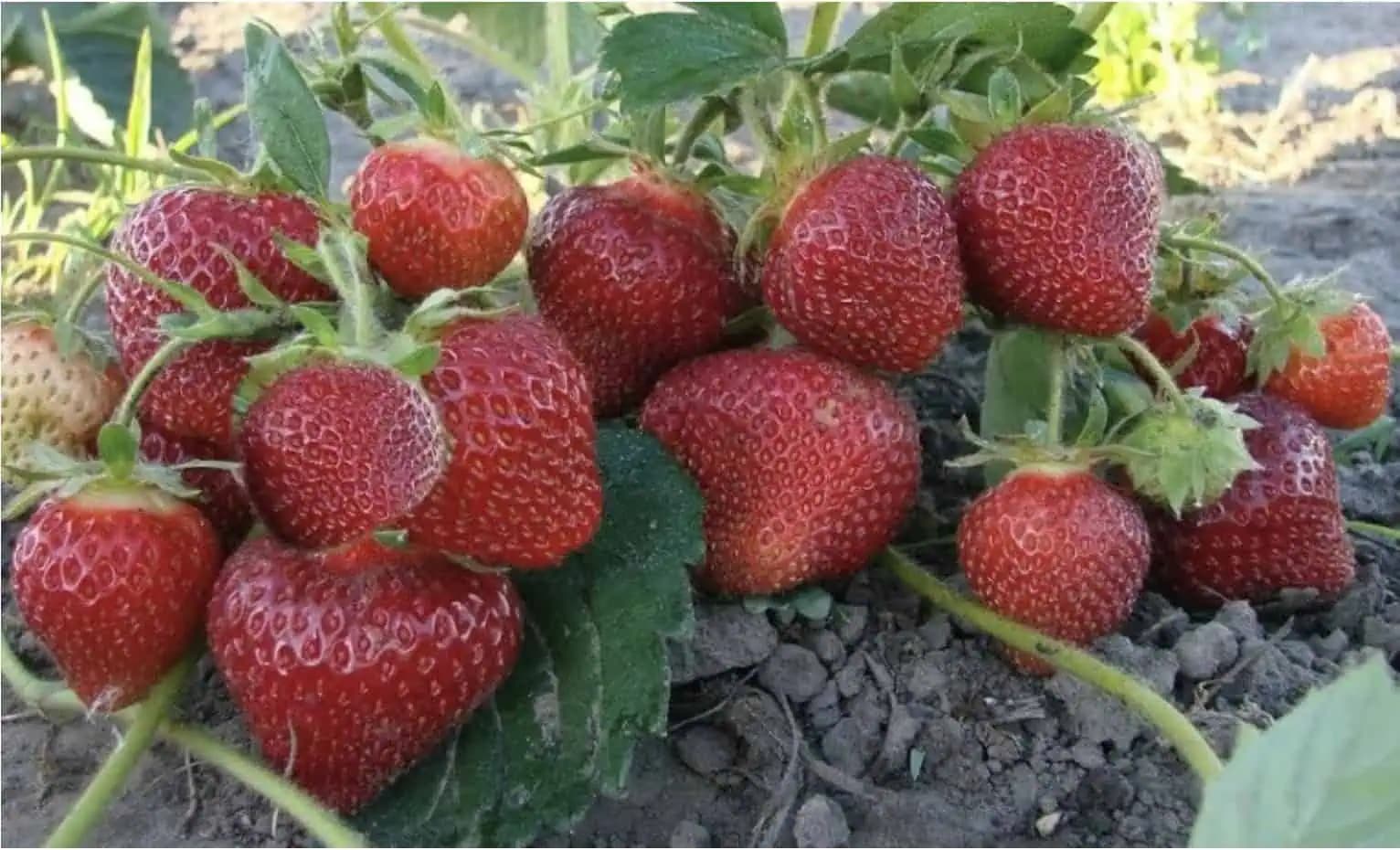 Chcete veľa veľkých plodov? Je najvyšší čas pozrieť sa na jahody!