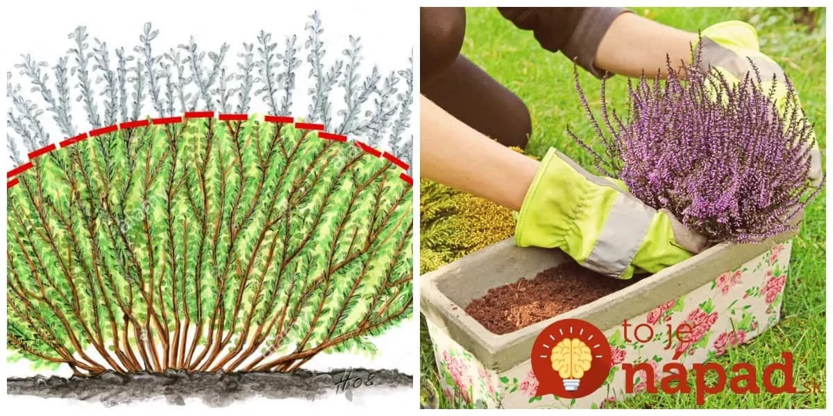 Najlepšia rada, ako na jar sadiť a strihať vresy: Držte sa tohoto a už ich na jeseň nebudete kupovať – prekrásne a husté!