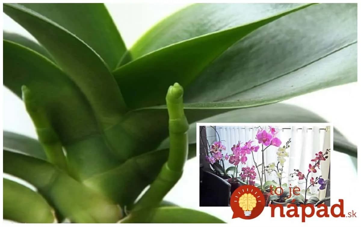 Odkvitla Vám orchidea? Tu sú najjednoduchšie spôsoby ako ju znova rozkvitnúť – overené, fungujú!