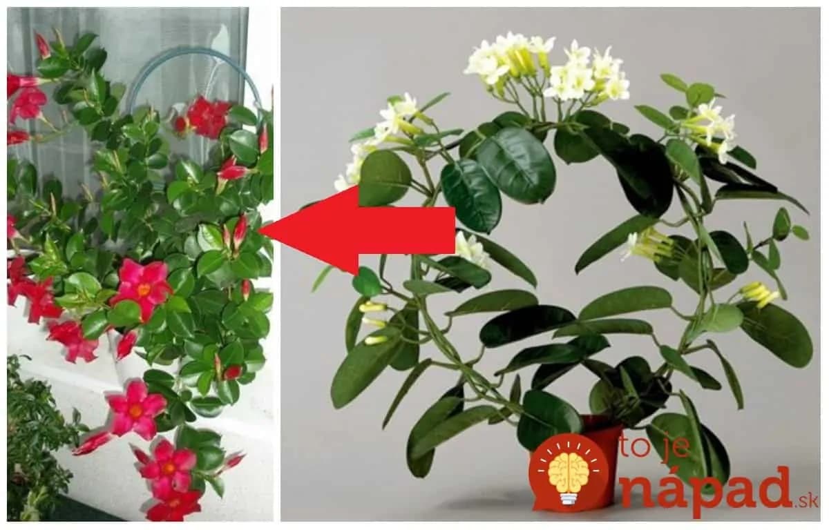 Dajte si do bytu tieto izbovky a osviežovače vzduchu môžete vyhodiť: Stačí pretrieť listy a túto úžasnú vec budú pre vás robiť roky!