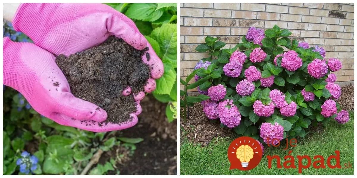 Tajomstvo prekrásnych hortenzií mojej susedy: Keby som vedela, že im stačí dať toto, urobila by som to  pred rokmi – nič to nestojí!