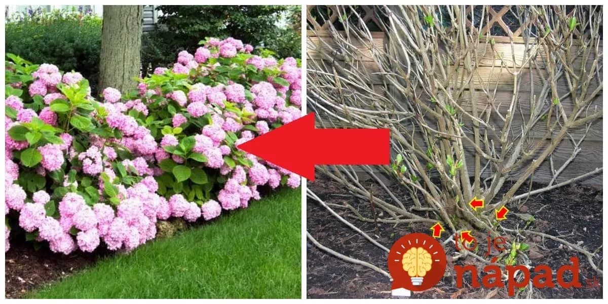Najlepšia rada odborníka, ako v marci rezať hortenzie: Keď to urobíte takto, zakvitnú krásne a husto ako nikdy!