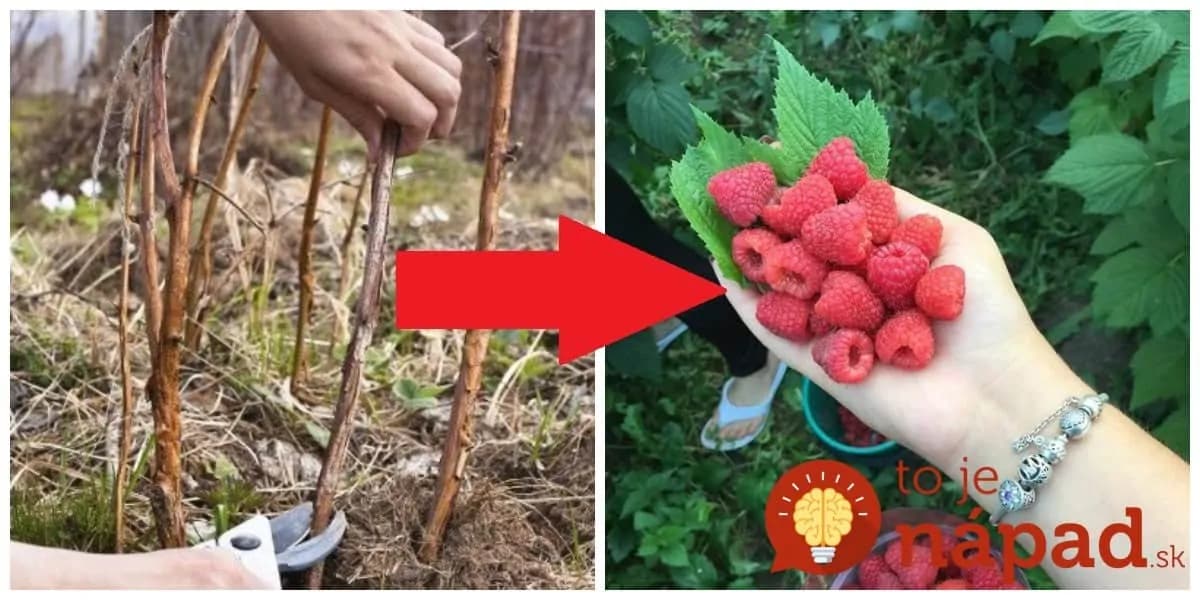 Maliny sa strihajú v MARCI: Keď to spravíte takto, úroda bude obrovská!