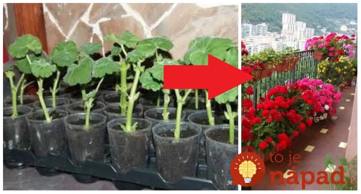 Najlepšia rada, ako na priesady muškátov: Spravte s nimi to, čo robí moja svokra a budú vám kvitnúť ako o závod!