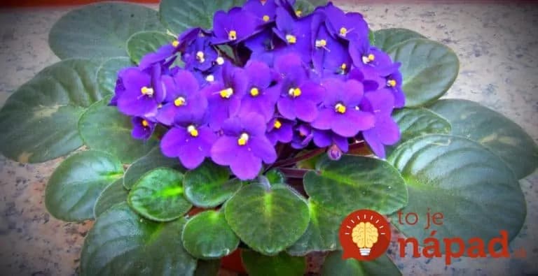 9 zázračných izboviek, ktoré prinesú do bytu radosť a pokojný spánok: Číslo 4 by mal poznať každý, kto nemôže dobre spať!