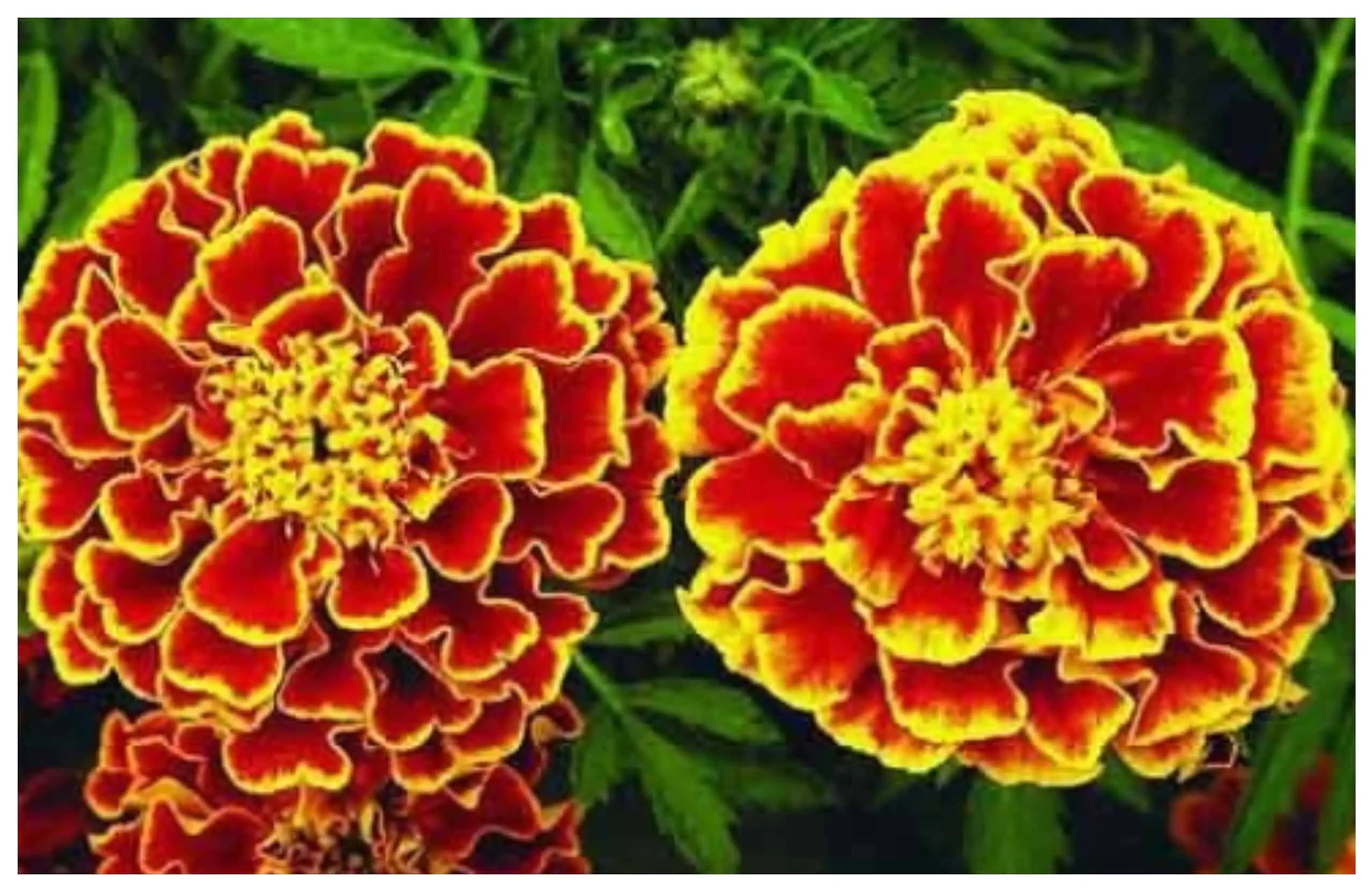 Ak máte v záhrade túto rastlinku, máte šťastie: Dokáže zatočiť s reumou a ďalšími chorobami, takto ju využijete naplno!