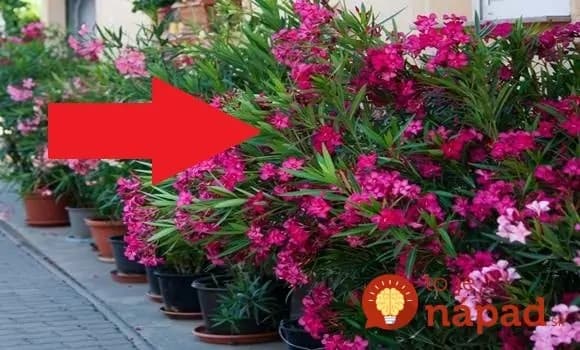 Toto urobte na jar a oleander doslova prepukne do kvetu: Celé leto nevyschne a je najkrajší za celé roky – puky nahadzuje už skoro na jar!