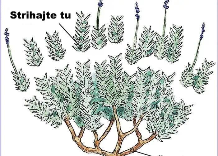 Tu je návod, ako na jar strihať levanduľu: Keď to urobíte takto, bude krásna a hustá ako nikdy!