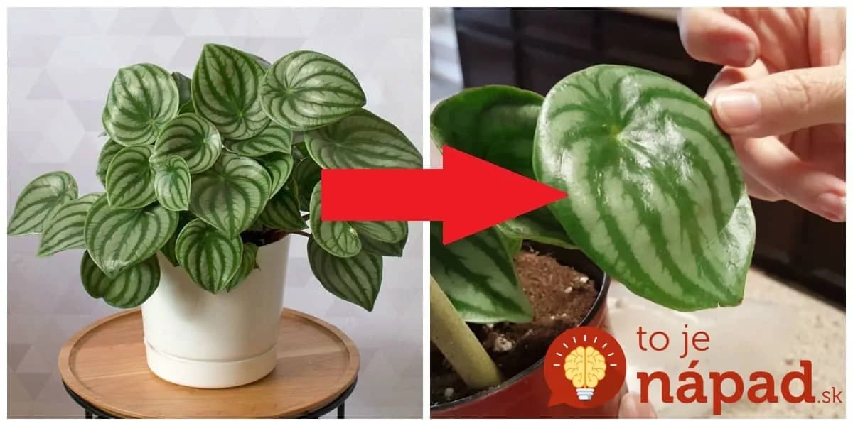 Túto rastlinu by mal poznať každý, kto dlho pracuje za počítačom: Len pretrite listy a túto úžasnú vec pre vás bude robiť roky!