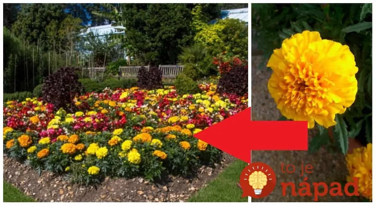 Tieto oranžové kvietky má v záhrade skoro každý: Ľudia však netušia, čo všetko dokáže – dávam ich do okien aj pred dvere!