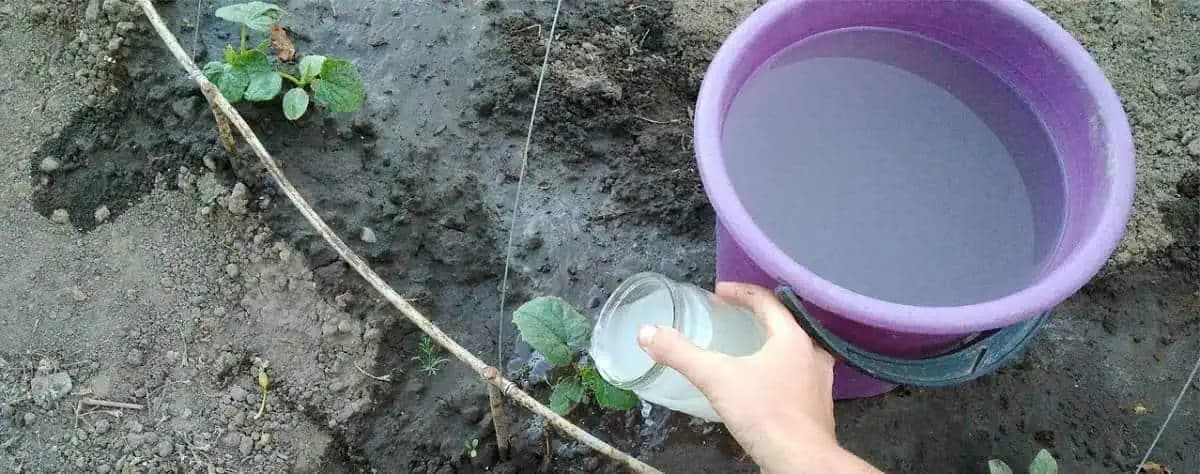 10x viac uhoriek z každej rastliny: Nalejte pol litra tohoto zázraku pod každú priesadu, nič viac!