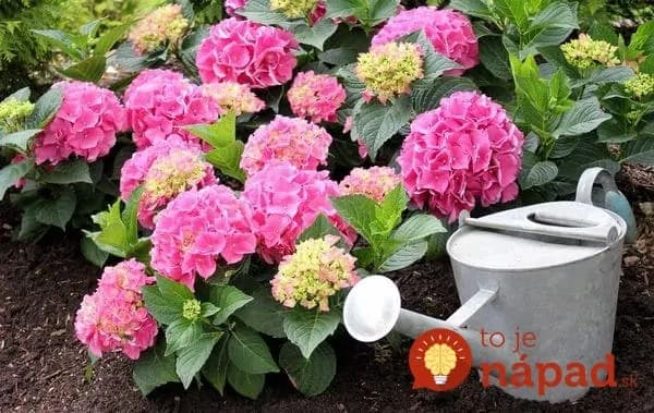 Záhradkári ukázali úžasné nápady, ako pestovať hortenzie v záhrade: Páči sa jej v kameňoch aj blízko domu – bude vás tešiť aj 10 rokov!