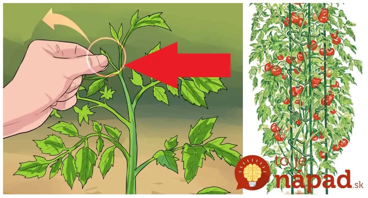 Záhradkár ukázal najjednoduchšiu metódu, ako zvýšiť úrodu paradajok: Toto urobte hneď, keď ich vysadíte – úžasné výnosy!