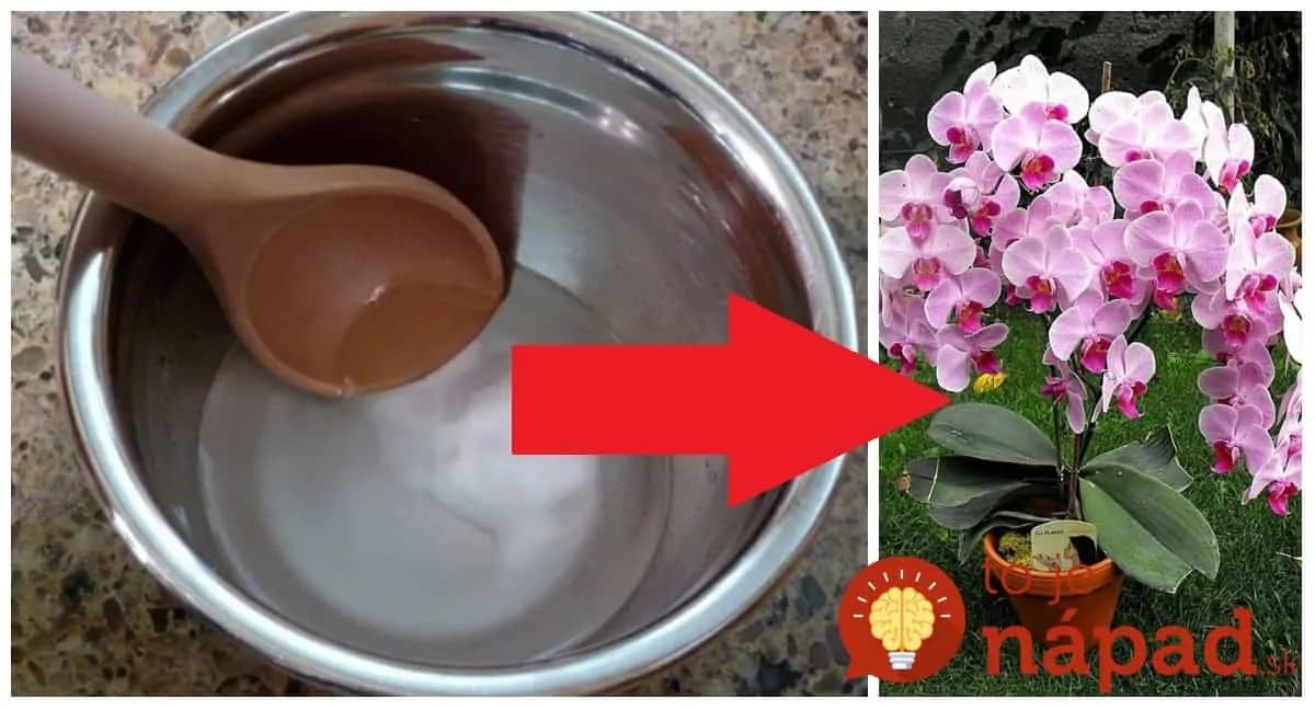 Nekvitne vám orchidea? Stačia tieto dve ingrediencie a bude obsypaná kvetmi – odskúšané, funguje to!