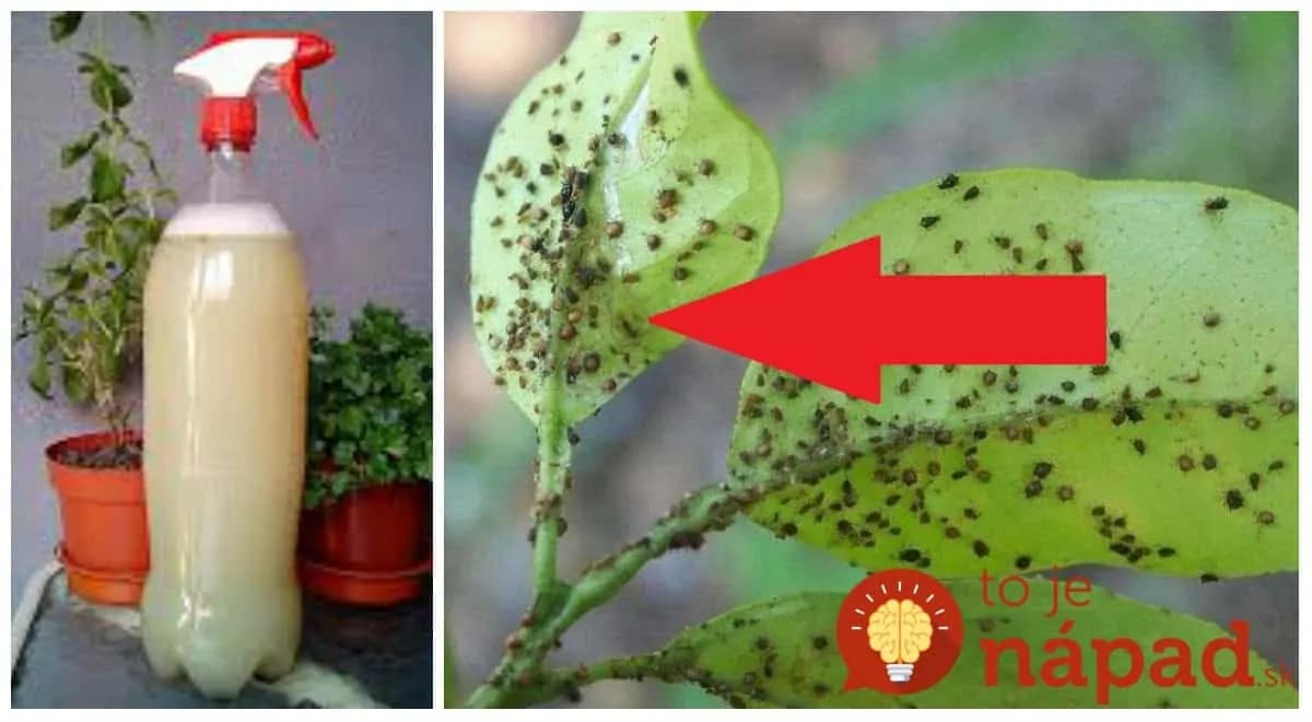 Bič na nenávidené vošky: Stačí im dať tento lacný zázrak toto a vaše rastlinky sú zachránené!