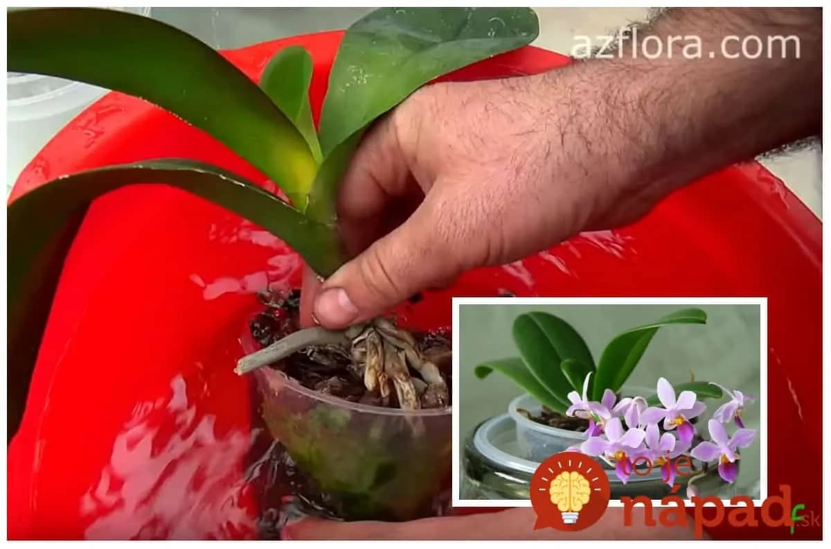 Pestovateľ ukázal jediný správny spôsob, ako omladiť orchideu: Keď uvidíte toto berte do rúk nožnice – z 1 rastliny budú 2!