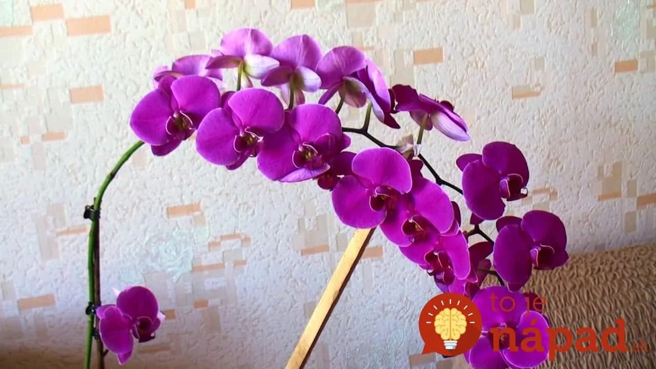 Hnojivá z obchodu im už nedávam, vďaka rade mojej susedy mám orchidey ako z výstavy: Najsilnejší životobudič pre izbovky máte úplne zdarma!