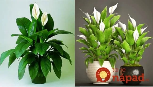 Zalejte umierajúce rastliny týmto rovno do črepníka a za pár dní ich nespoznáte: Je to rovnaké, ako keby dostali antibiotikum – opäť sú krásne!