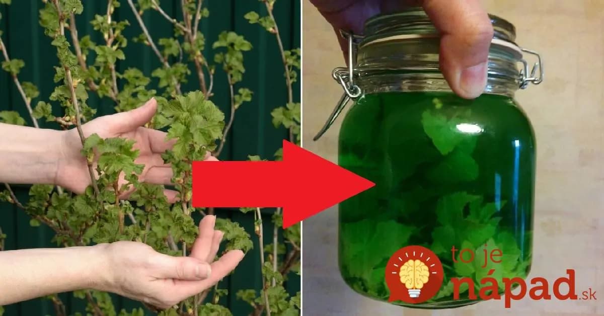 V júni zbieram tieto lístky, pretože majú najväčšiu silu: Kto ich má v kuchyni, nebojí sa chorôb celý rok!