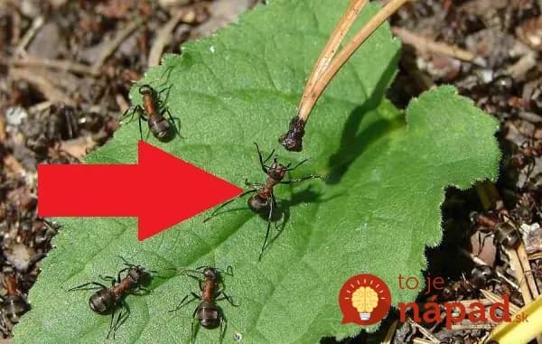 Ostatné postupy mi vydržali maximálne mesiac, toto celú sezónu: Najlepšia rada, ako sa zbaviť mravcov doma aj v záhrade!