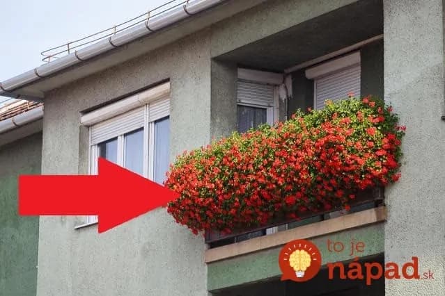 Ženy, muškáty v lete nakŕmte týmto a budú kvitnúť až do novembra: Už ani Euro na hnojivo z obchodu, toto nemá konkurenciu!