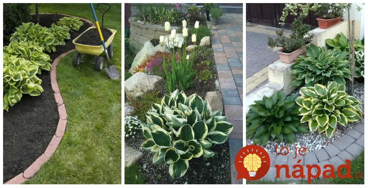 Úžasné nápady, ako vysadiť hosty v záhrade: Páči sa im v kameňoch aj pod stromom – budú vás chrániť pred prachom a nečistotami!