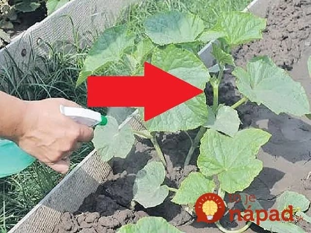 Odkedy kŕmim rajčiny a uhorky týmto, neviem, čo je slabá úroda: Vďaka rade od suseda už nekupujem zeleninu v obchode!