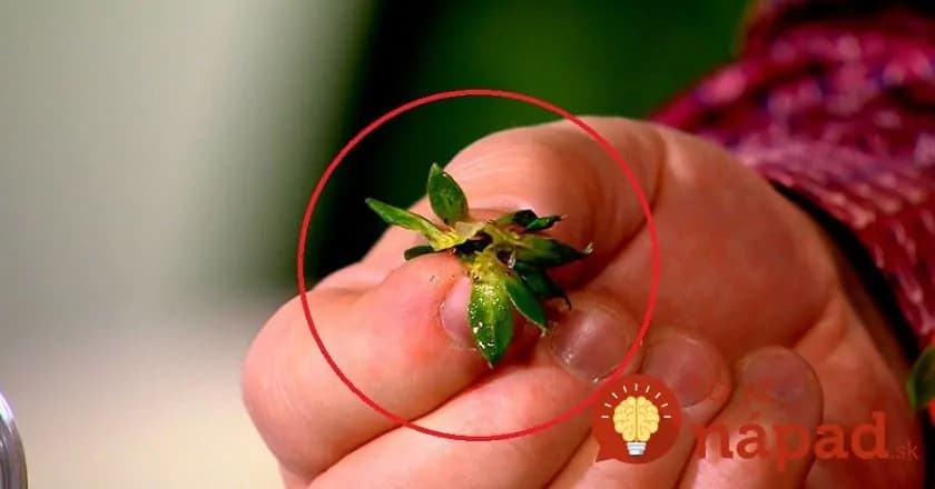 Sušené jahodové stopky sú cennejšie ako samotné plody: Odkedy viem toto, používam ich celý rok – nepremeškajte príležitosť a odložte každú jednu!