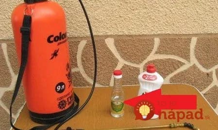 Vošky a roztoče to likviduje na počkanie: Uhorky, rajčiny aj ríbezle boli zamorené voškami, toto na ne zabralo hneď!