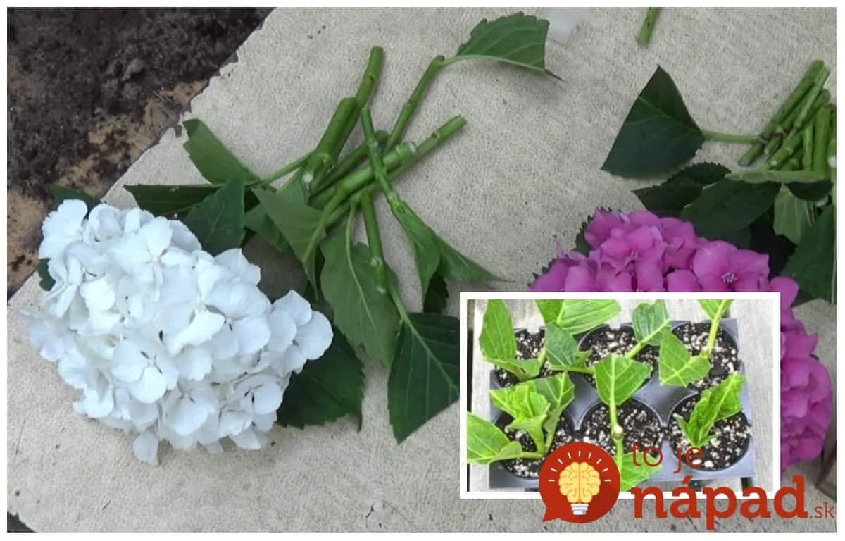 Na budúci rok zaplnia celú záhradu: Toto je najjednoduchší a najrýchlejší spôsob, ako si rozmnožiť hortenzie!