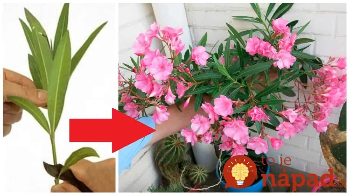 Starý záhradkársky trik, ako zakoreniť oleander: Odkedy to poznám, mám ich toľko, že rozdávam všetkým susedom!