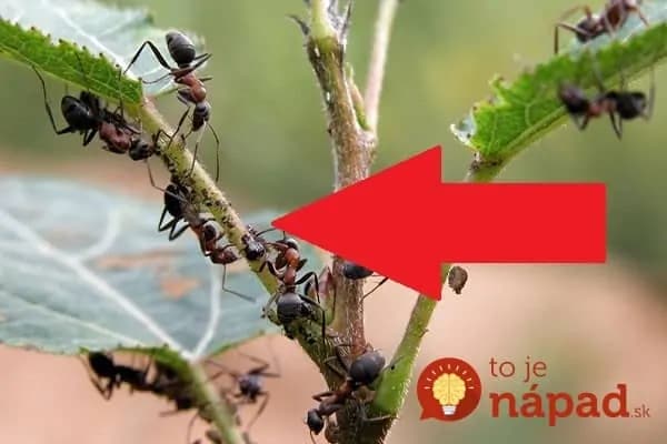 Najlepšia rada, ako sa zbaviť mravcov v záhrade aj v kuchyni: Stačí 1 lyžička na 10 litrov vody a už ich u vás doma neuvidíte!