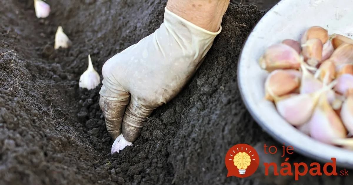 Výsadba zimného cesnaku pre najväčšie výnosy: TRIK pre veľké hlávky – cesnaku bude aj na rozdávanie!