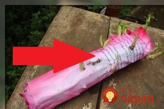 Starý záhradkársky trik, ako rozmnožiť ruže: Odkedy to poznám, náš dvor sa stal ružovou oázou – môžem ich aj predávať!