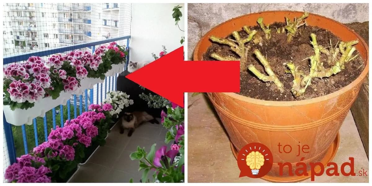 Záhradkár poradil najjednoduchšiu metódu, ako zazimovať muškáty: Držte sa toho a už nebudete kupovať priesady – nádherné celé roky!