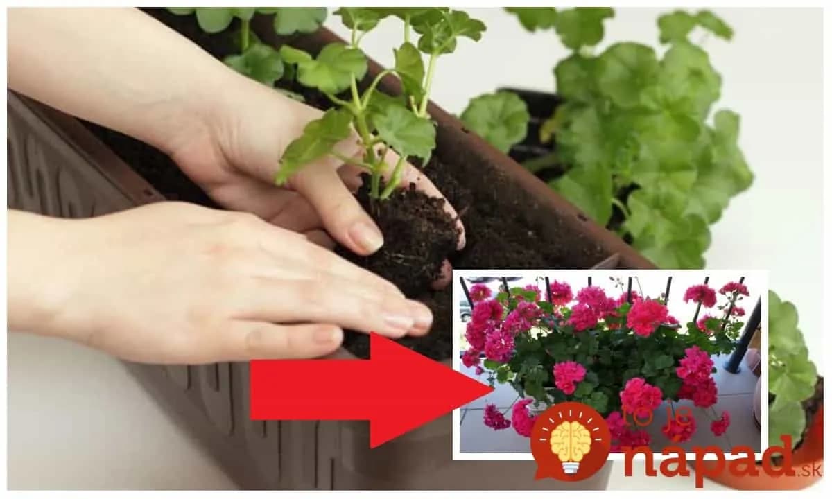 Už nikdy nebudete na jar kupovať priesady: Záhradkár poradil najjednoduchšiu metódu, ako rozmnožiť muškáty!