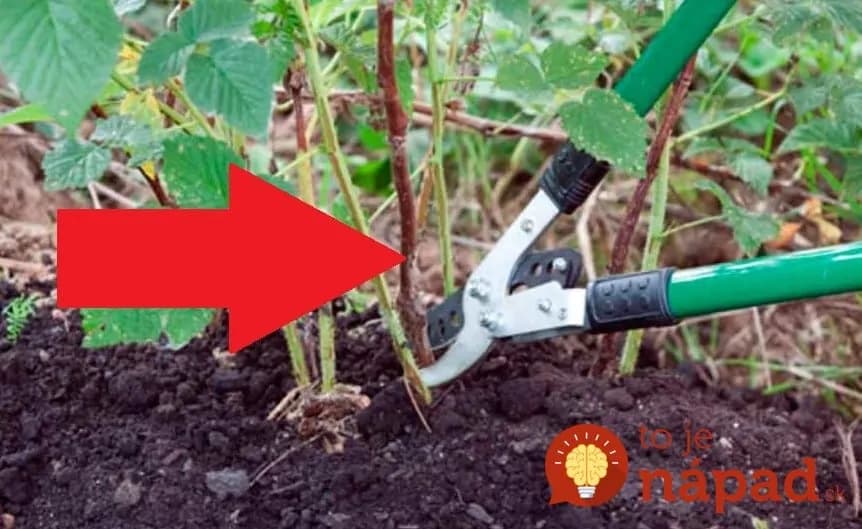 Záhradkár poradil, ako rezať maliny a ríbezle na konci sezóny: Urobte to takto a na budúci rok čakajte dvojnásobné výnosy!