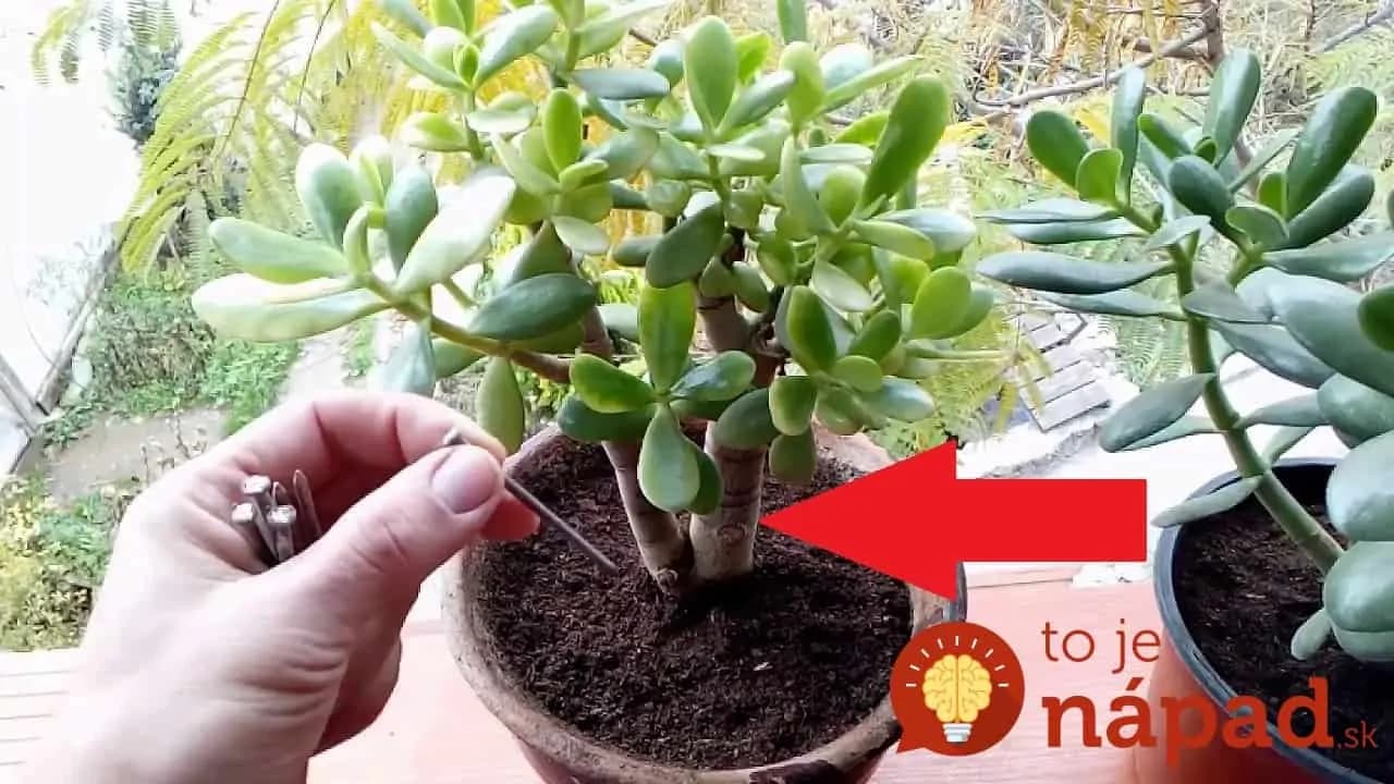 Starý záhradkársky trik: Po tomto vám budú rásť kvety rýchlejšie a budú mať peknú sýtu farbu!
