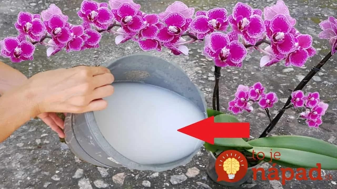 Lacný zázrak pre orchideu- len párkrát zaliať a svoje kvety nespoznáte: Toto je spása aj pre polomŕtve rastliny, ktoré chcete vyhodiť!