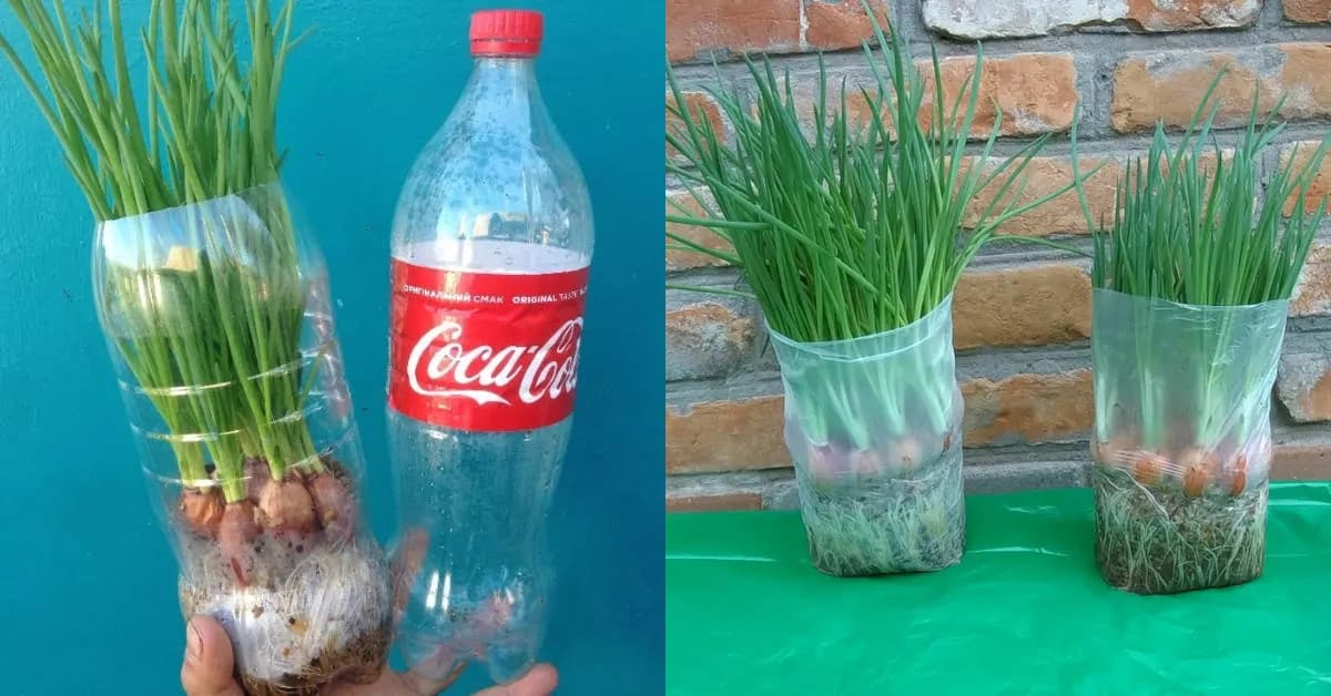 Dajte do fľaše a o pár dní ju krájate do šalátu: Najrýchlejší spôsob, ako vypestovať zdravú zelenú cibuľku – netreba ani pôdu!