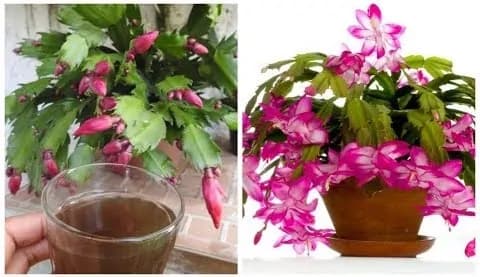 Vitamínová bomba pre váš vianočný kaktus: S týmto hnojivom vám bude kvitnúť do krásy!