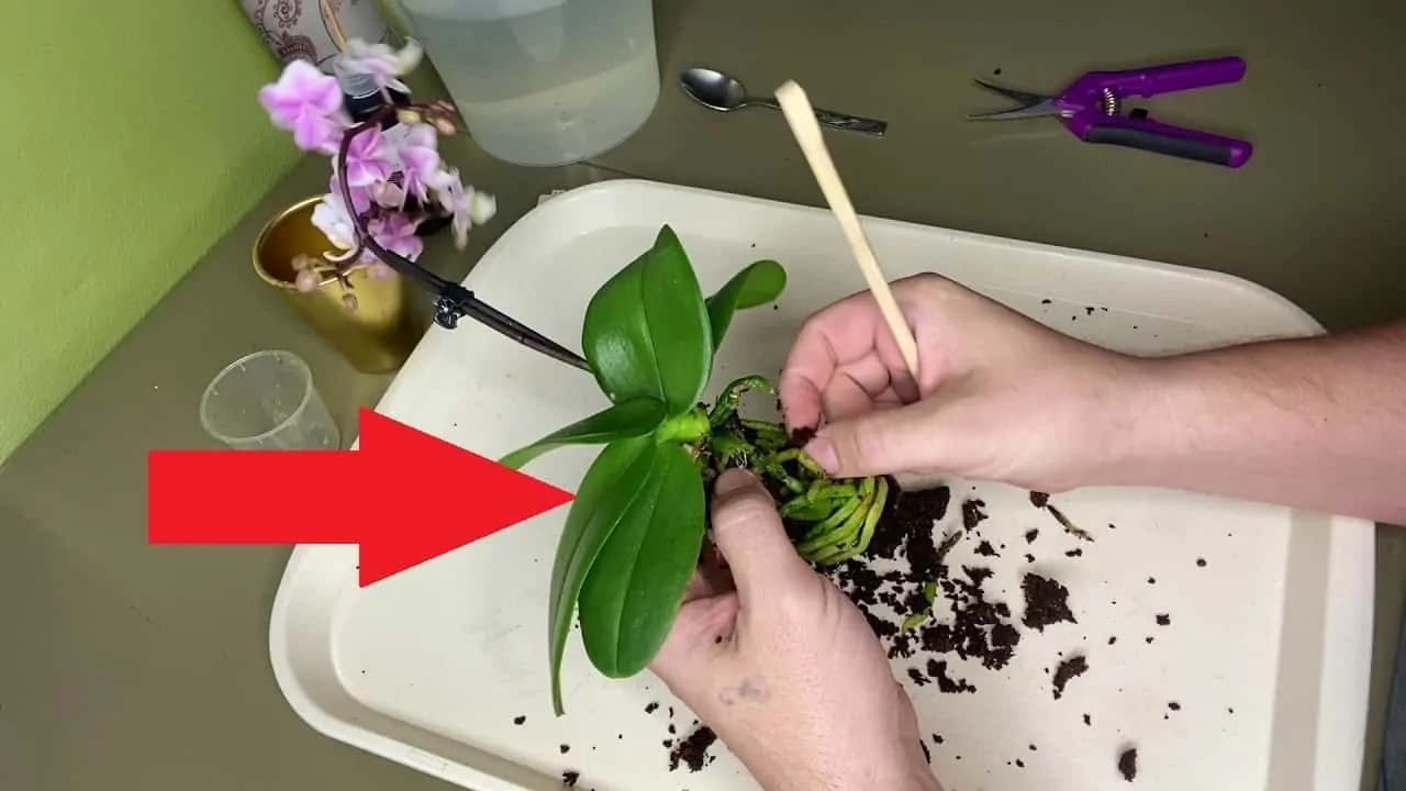 Pestovateľ ukázal najlepší spôsob, ako pestovať orchideu: Vyberte ju zo substrátu a postavte do tohoto – darí sa jej ako nikdy!